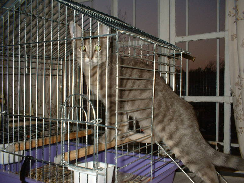 Cats; DISPLAY FULL IMAGE.