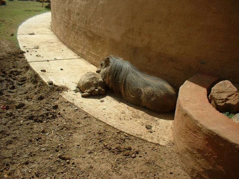 Turtle & Aardvark; DISPLAY FULL IMAGE.