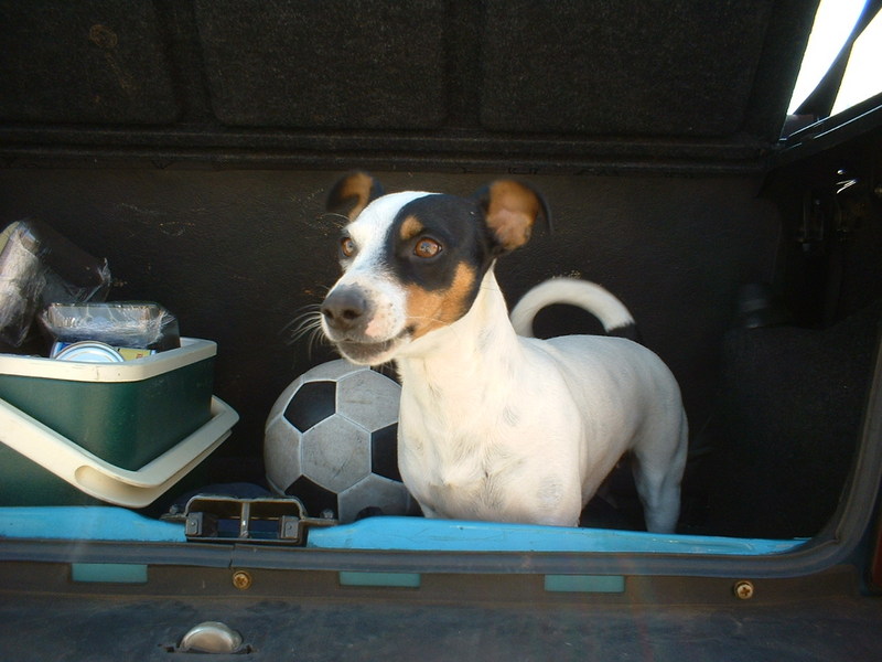 Dog; DISPLAY FULL IMAGE.