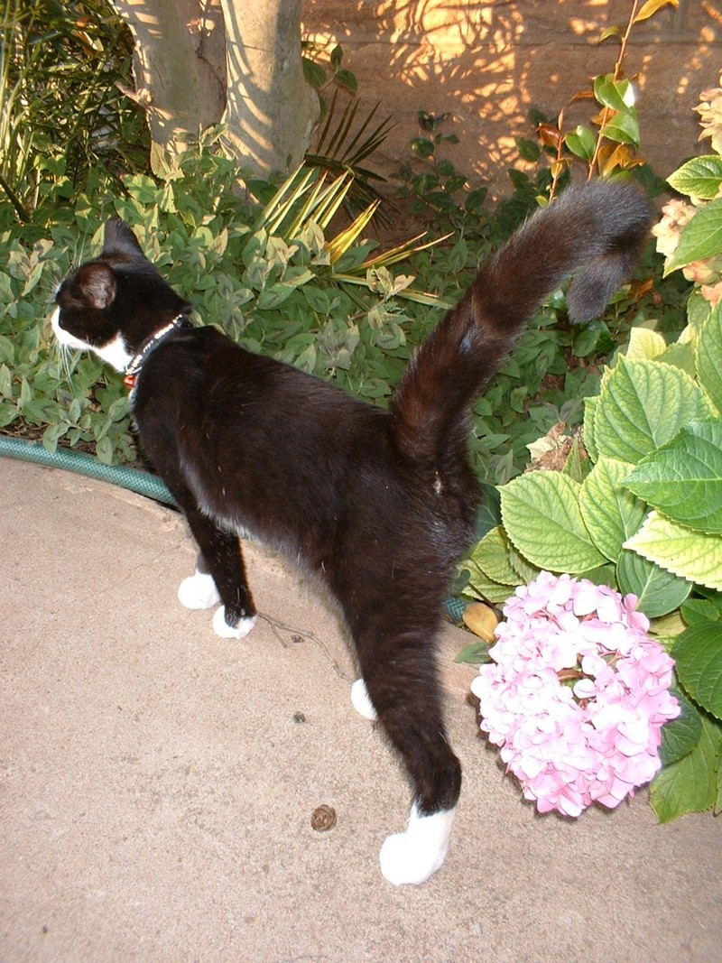Cat; DISPLAY FULL IMAGE.