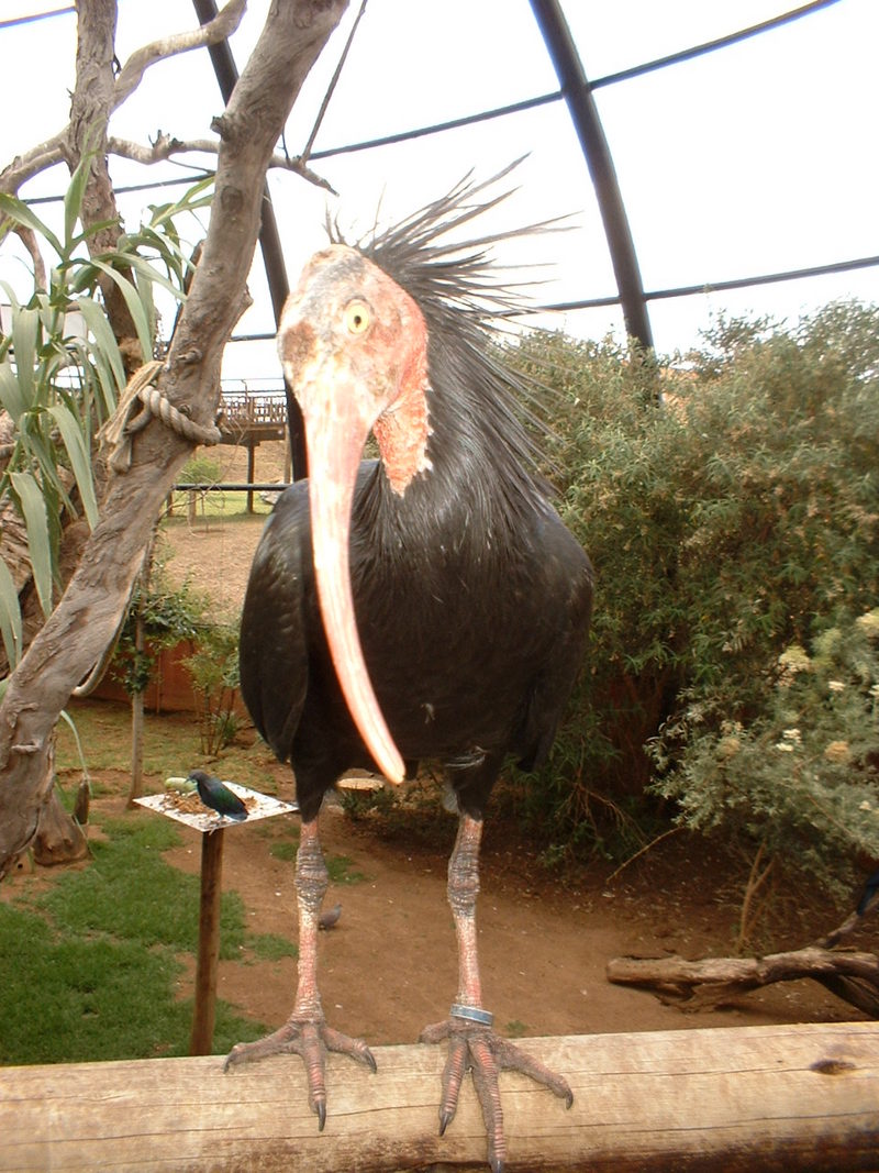 Some kinda bird; DISPLAY FULL IMAGE.