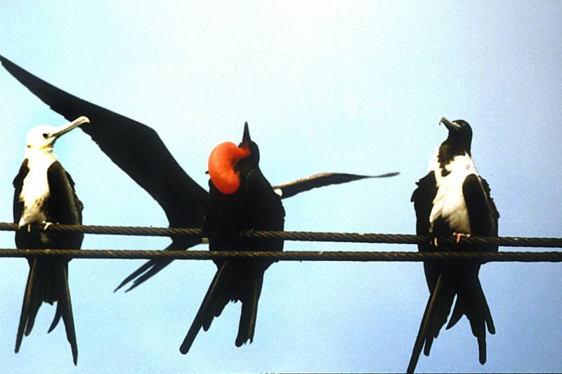 Magnificent Frigatebird (Fregata magnificens) {!--대군함조(大軍艦鳥)-->; DISPLAY FULL IMAGE.
