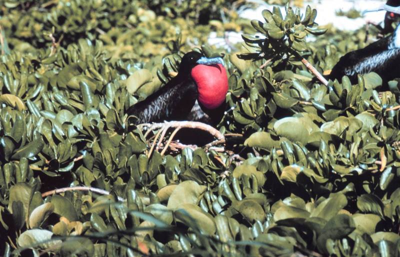 Great Frigatebird (Fregata minor) {!--큰군함조-->; DISPLAY FULL IMAGE.