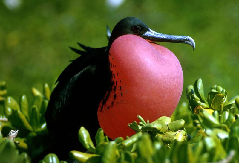 Magnificent Frigatebird (Fregata magnificens) {!--대군함조(大軍艦鳥)-->; DISPLAY FULL IMAGE.