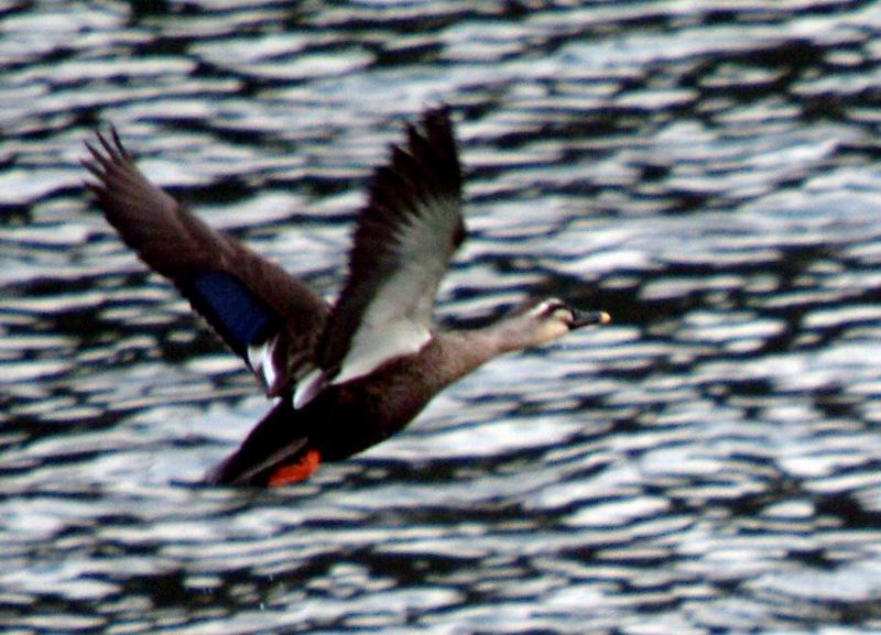 Anas poecilorhyncha (Spot-billed Ducks) {!--흰뺨검둥오리의 비상-->; DISPLAY FULL IMAGE.