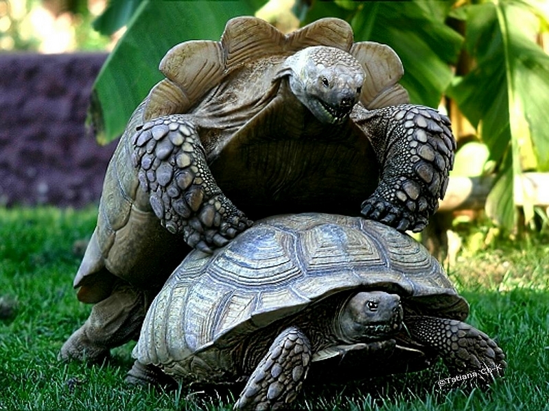 Turtles; DISPLAY FULL IMAGE.