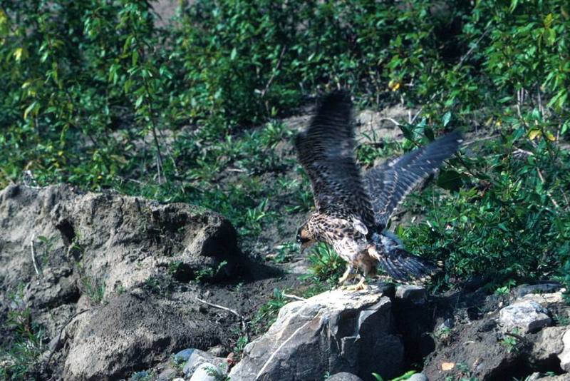 Peregrine Falcon (Falco peregrinus) {!--송골매(미국)-->; DISPLAY FULL IMAGE.