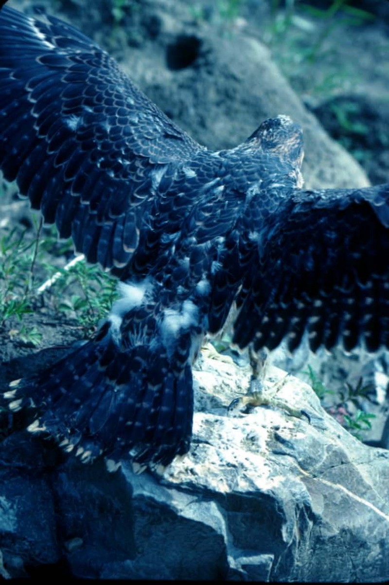 Peregrine Falcon (Falco peregrinus) {!--송골매(미국)-->; DISPLAY FULL IMAGE.