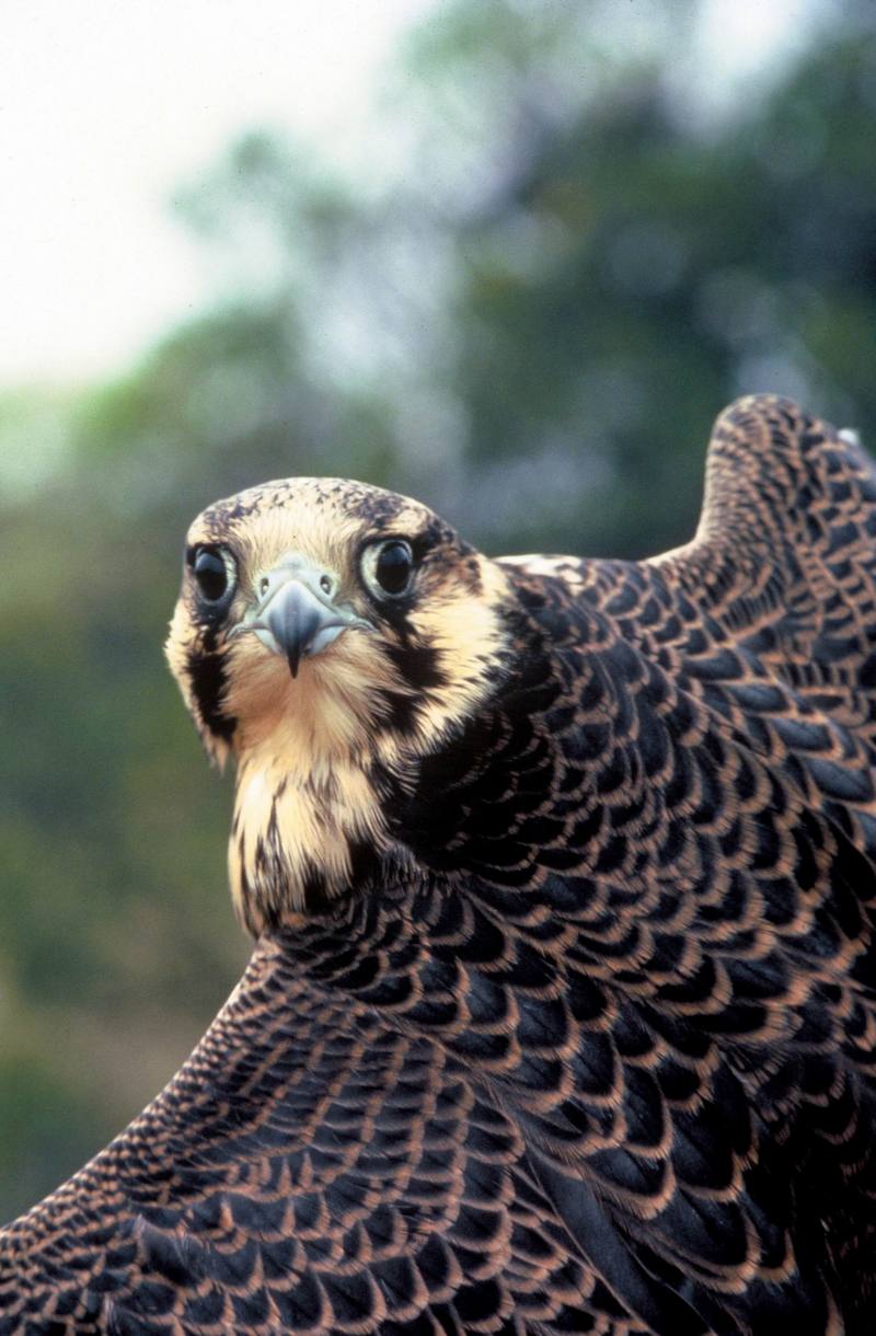Peregrine Falcon (Falco peregrinus) {!--송골매(미국)-->; DISPLAY FULL IMAGE.