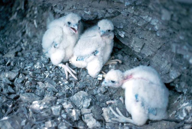 Peregrine Falcon chicks (Falco peregrinus) {!--송골매(미국)-->; DISPLAY FULL IMAGE.