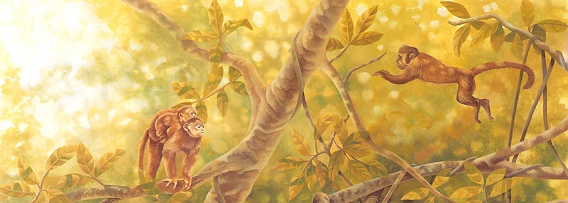Consigliere Scan: Vanishing Species, The Wildlife Art of Laura Regan - 020 Capuchin Monkey & White-Faced Sapajou; DISPLAY FULL IMAGE.