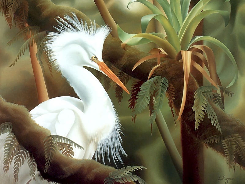 Consigliere Scan: Vanishing Species (Wallpaper) 011 Snowy Egret; DISPLAY FULL IMAGE.