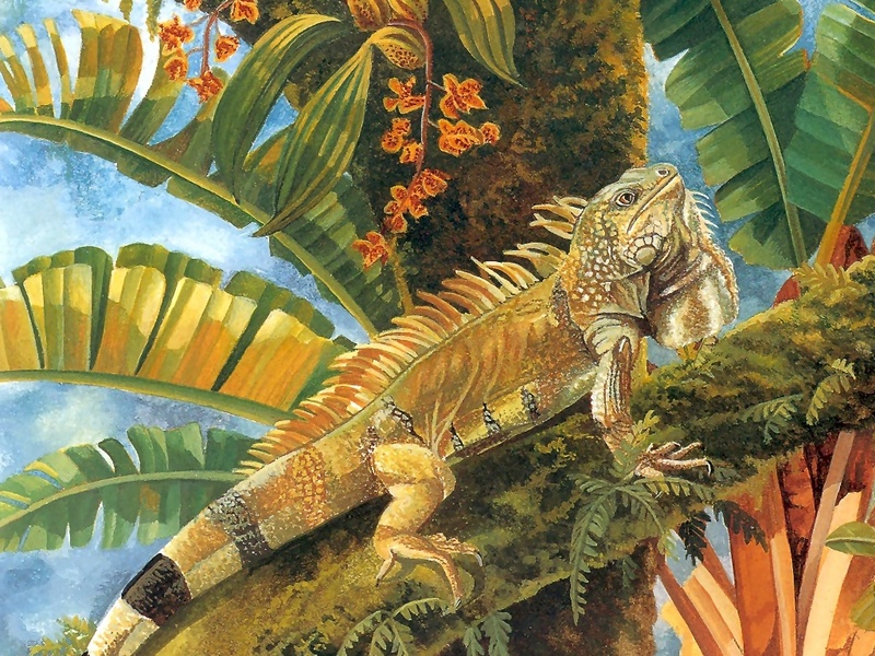 Consigliere Scan: Vanishing Species (Wallpaper) 015 Green Iguana; DISPLAY FULL IMAGE.