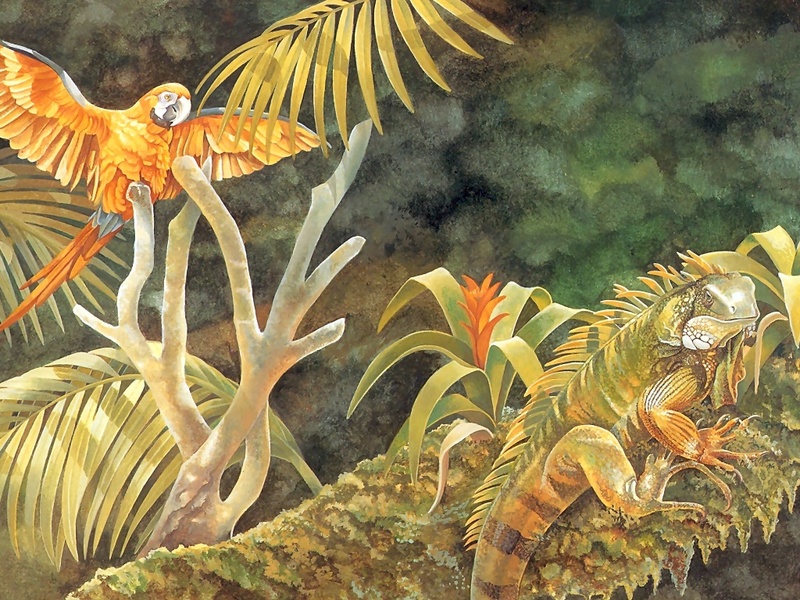 Consigliere Scan: Vanishing Species (Wallpaper) 016 Green Iguana; DISPLAY FULL IMAGE.