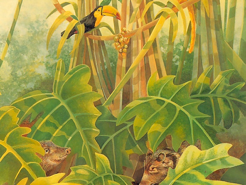 Consigliere Scan: Vanishing Species (Wallpaper) 034 Collared Peccary; DISPLAY FULL IMAGE.