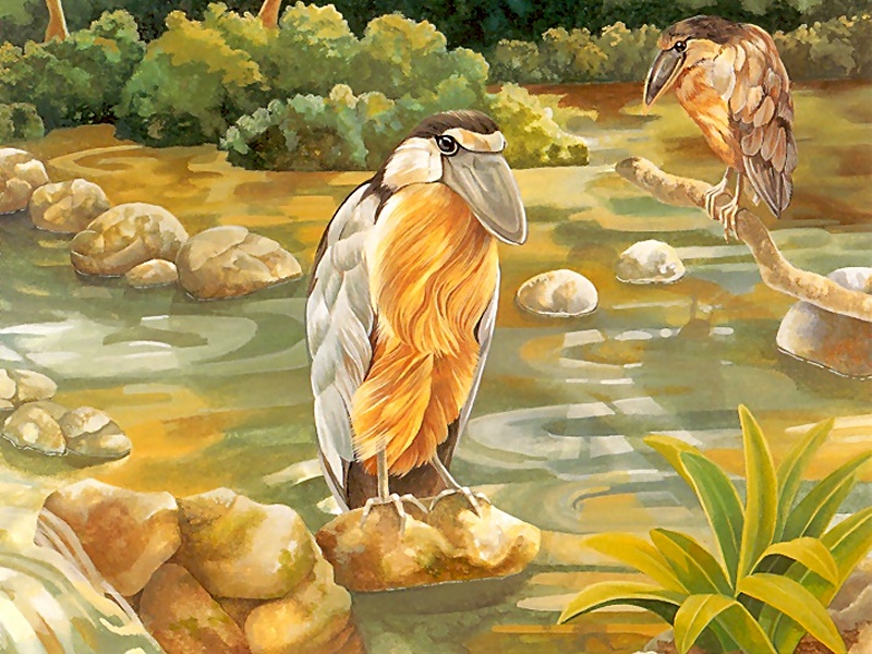 Consigliere Scan: Vanishing Species (Wallpaper) 035 Boat-Billed Heron; DISPLAY FULL IMAGE.