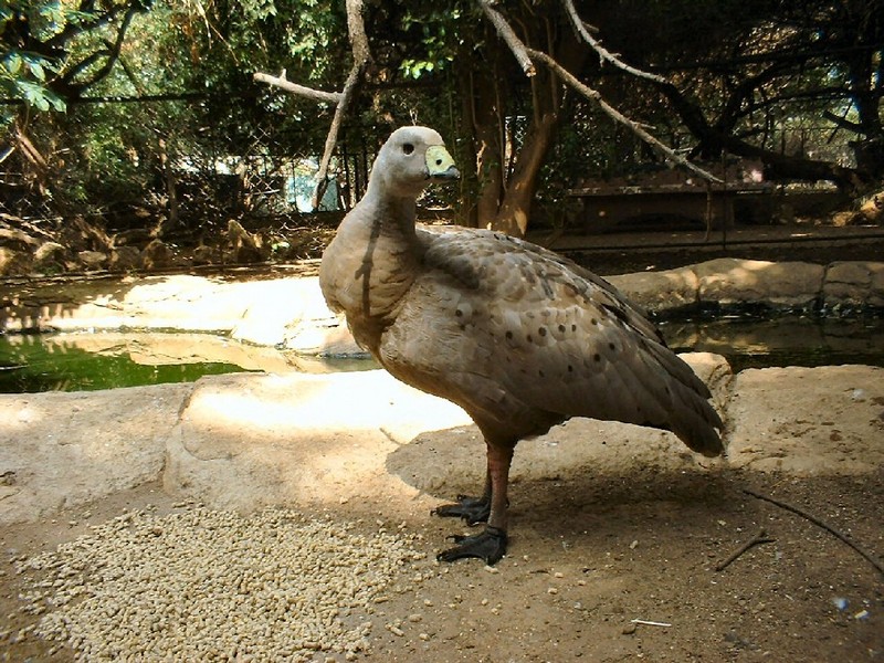 What is this bird -- Cape Barren Goose ((Cereopsis novaehollandiae); DISPLAY FULL IMAGE.