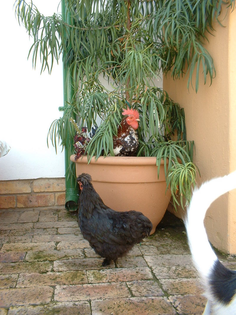 Chickens; DISPLAY FULL IMAGE.
