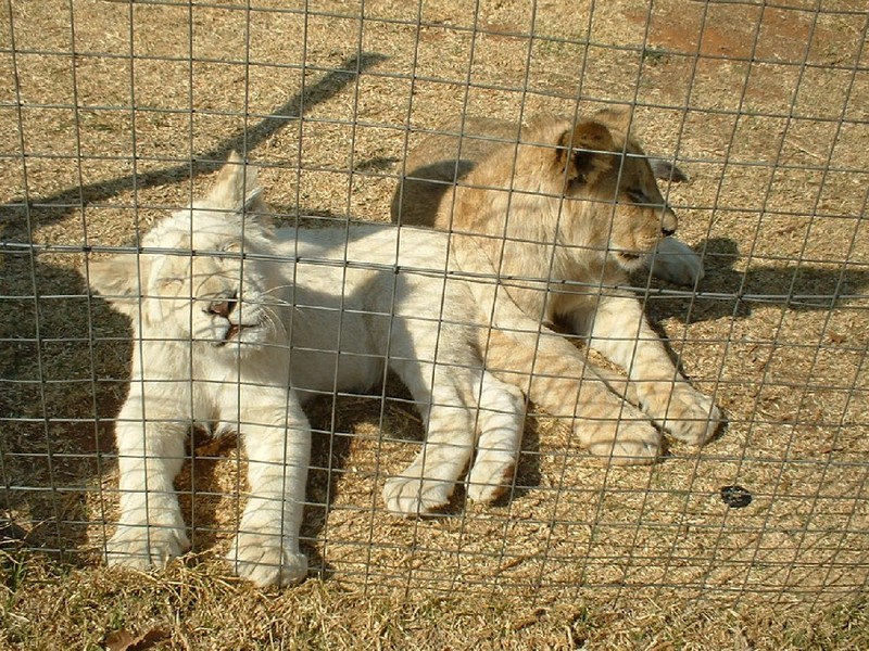 Lions; DISPLAY FULL IMAGE.