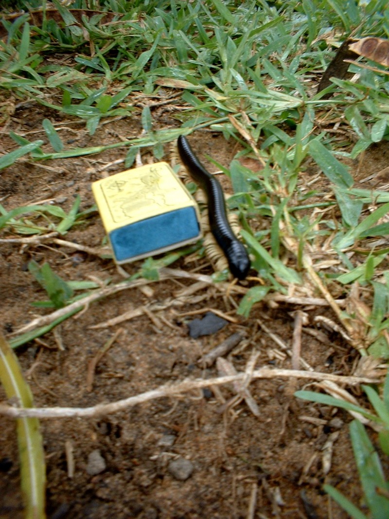 Worm; DISPLAY FULL IMAGE.
