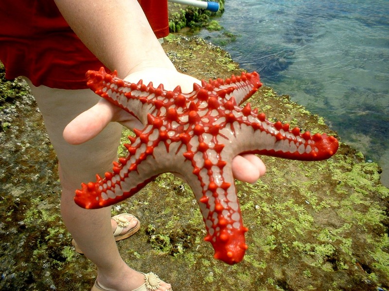 Starfish; DISPLAY FULL IMAGE.
