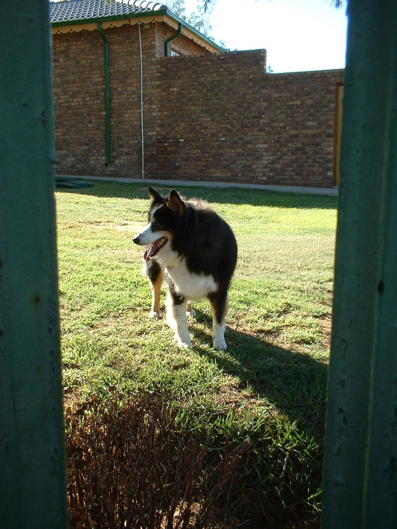 Dog; DISPLAY FULL IMAGE.