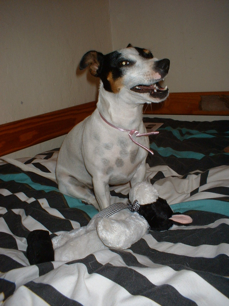 Dog & Cow; DISPLAY FULL IMAGE.