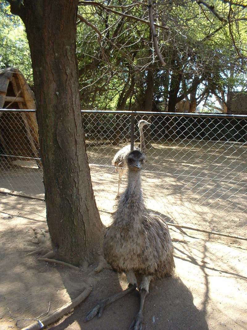 Bird -- emu (Dromaius novaehollandiae); DISPLAY FULL IMAGE.