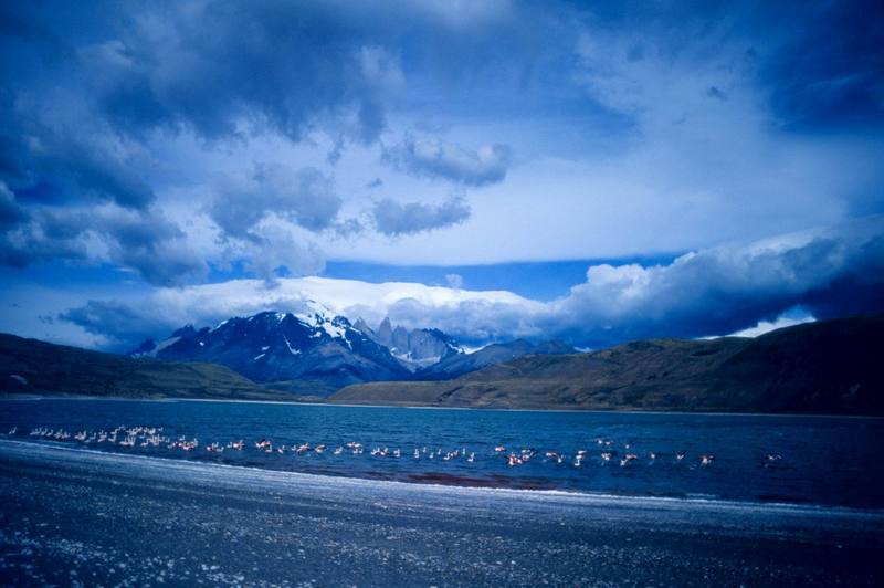 Flamingo flock (Phoenicopterus sp.) {!--홍학류(紅鶴)-->; DISPLAY FULL IMAGE.