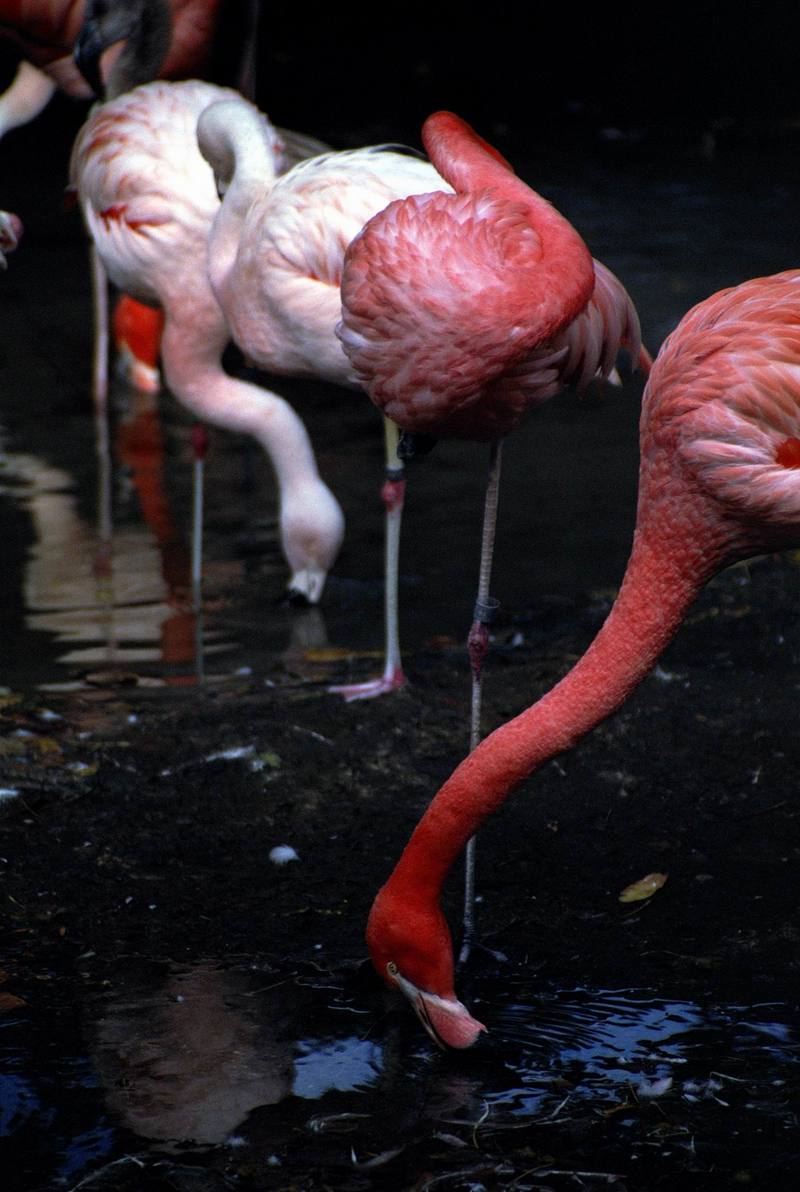 Greater Flamingo flock (Phoenicopterus ruber) {!--큰홍학(-紅鶴)-->; DISPLAY FULL IMAGE.