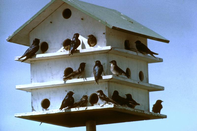 Purple Martin bird house (Progne subis) {!--보라큰털발제비(자주색제비)-->; DISPLAY FULL IMAGE.