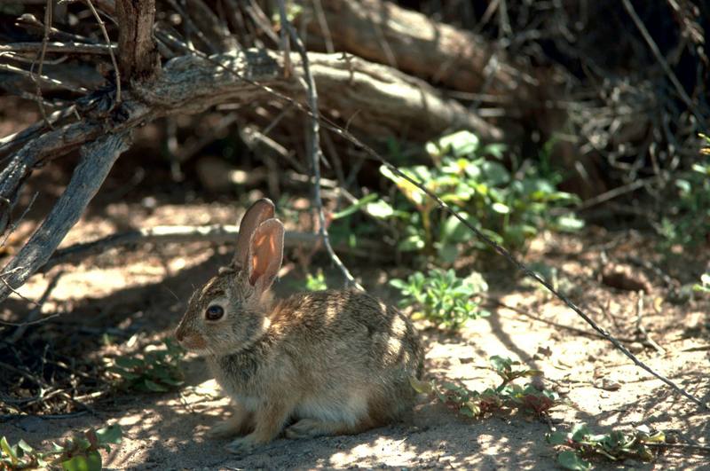 Desert Cottontail Rabbit (Sylvilagus audubonii) {!--사막솜꼬리토끼-->; DISPLAY FULL IMAGE.