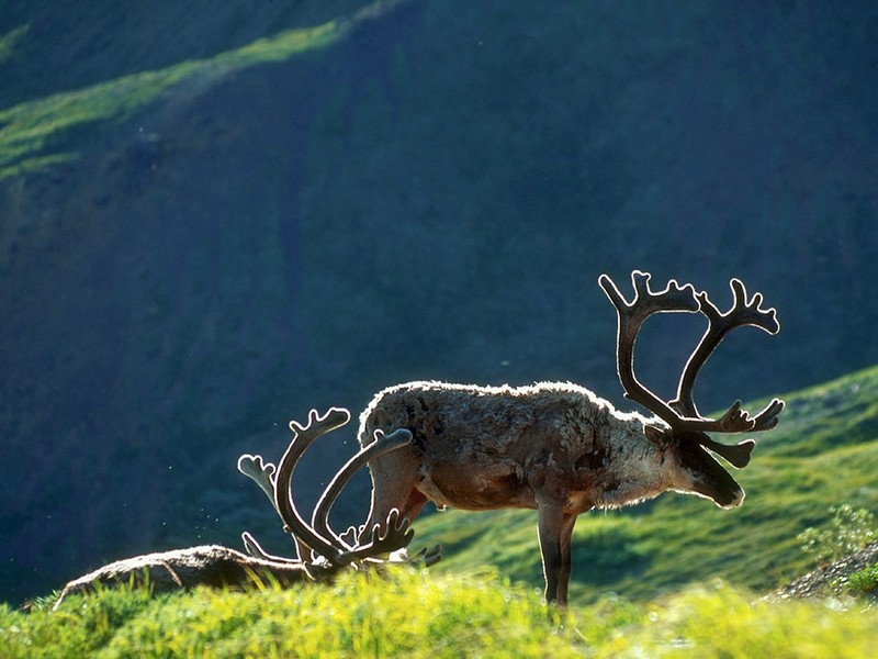 Screen Themes - Alaskan Wilderness - Caribou; DISPLAY FULL IMAGE.