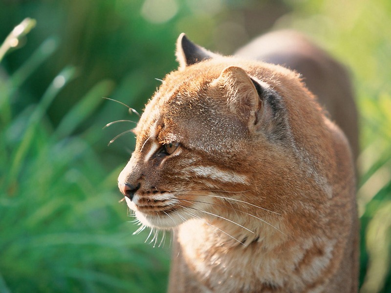 Screen Themes - Big Cats - Asiatic Golden Cat; DISPLAY FULL IMAGE.