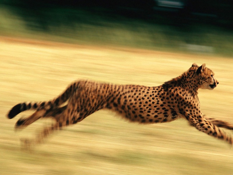 Screen Themes - Big Cats - Cheetah Running; DISPLAY FULL IMAGE.