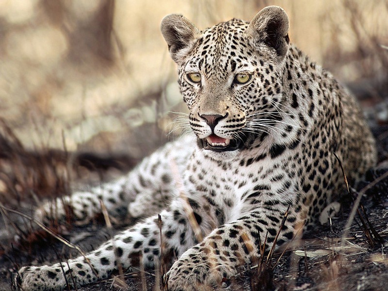 Screen Themes - Big Cats - Leopard in Shade; DISPLAY FULL IMAGE.