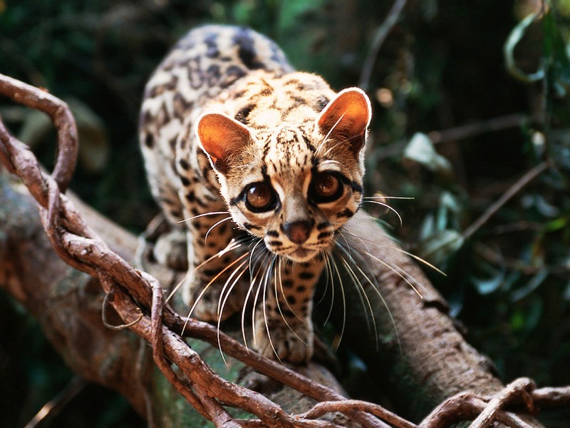 Screen Themes - Big Cats - Margay; DISPLAY FULL IMAGE.