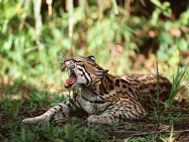 Screen Themes - Big Cats - Ocelot; DISPLAY FULL IMAGE.