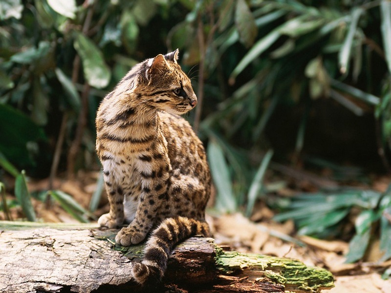 Screen Themes - Big Cats - Oncilla; DISPLAY FULL IMAGE.