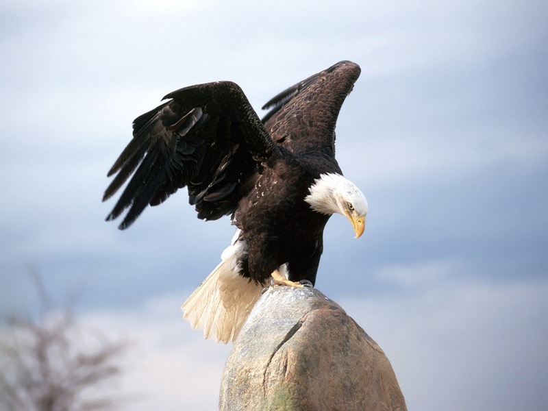 Screen Themes - Birds of Prey - Bald Eagle Landing; DISPLAY FULL IMAGE.