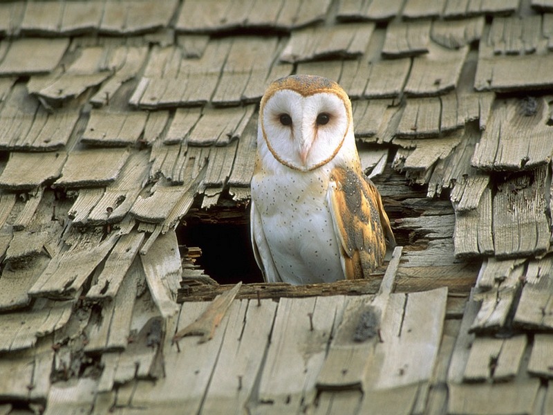 Screen Themes - Birds of Prey - Barn Owl in Roof Hole; DISPLAY FULL IMAGE.
