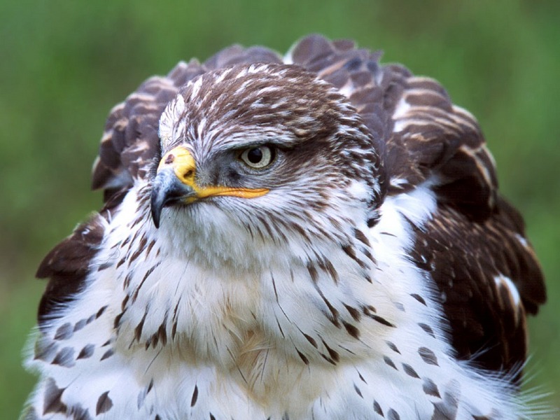 Screen Themes - Birds of Prey - Ferruginous Hawk; DISPLAY FULL IMAGE.