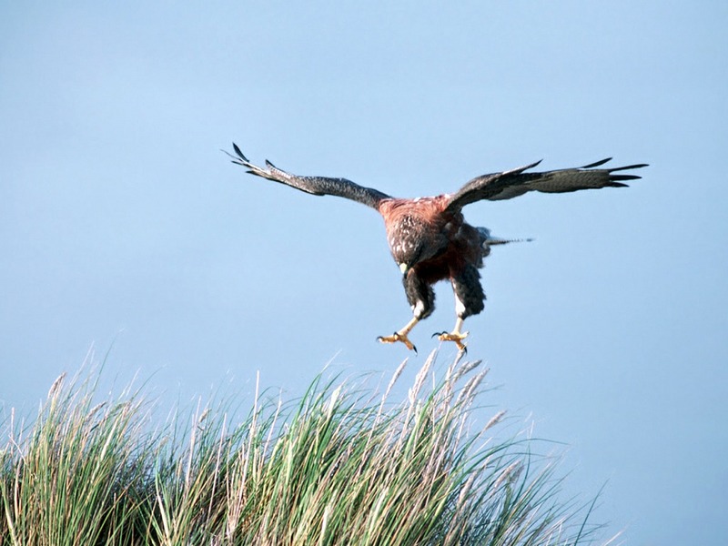 Screen Themes - Birds of Prey - Red-Backed Hawk; DISPLAY FULL IMAGE.