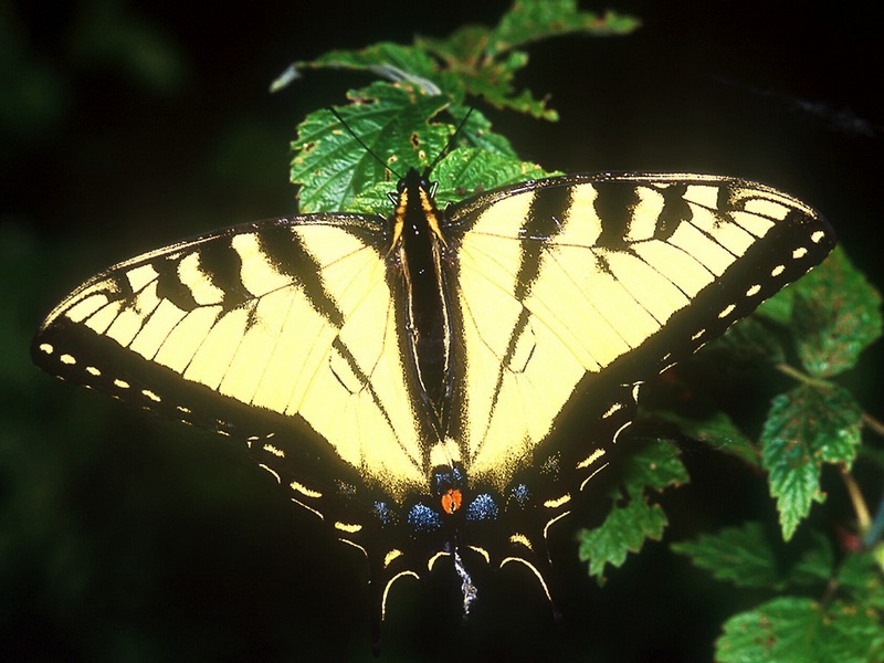 Screen Themes - Butterflies - Eastern Tiger Swallowtail Butterfly; DISPLAY FULL IMAGE.