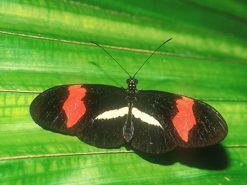 Screen Themes - Butterflies - Small Postman Butterfly on Leaf; DISPLAY FULL IMAGE.