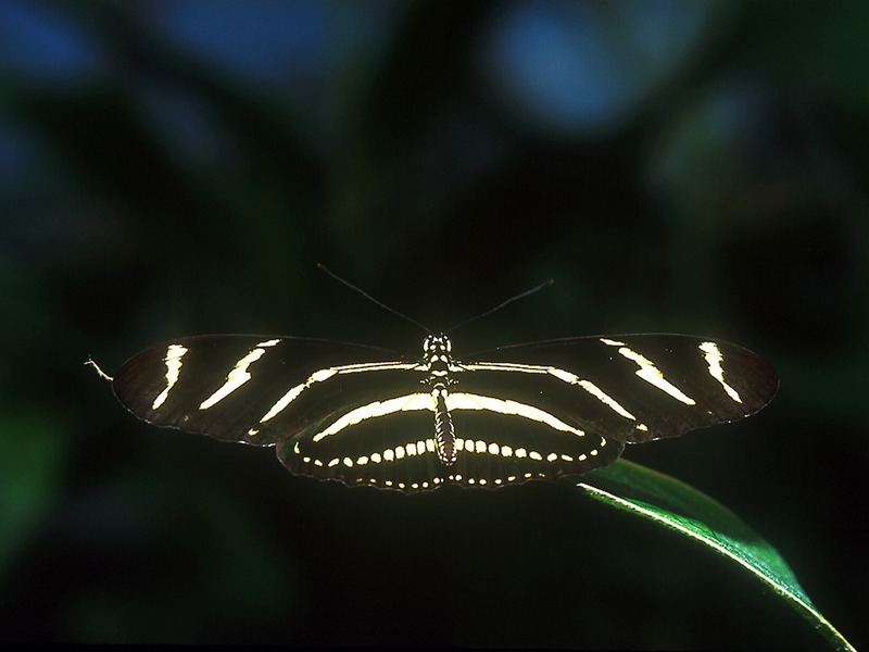 Screen Themes - Butterflies - Zebra Longwing Butterfly; DISPLAY FULL IMAGE.