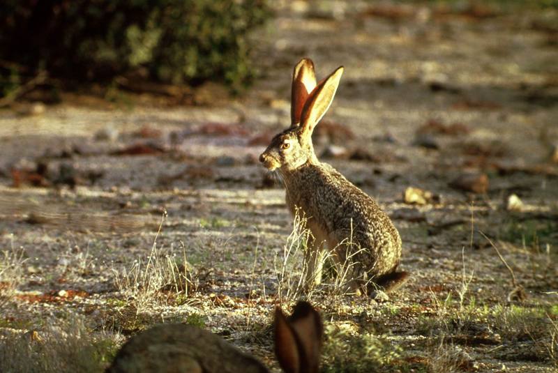 Black-tailed Jackrabbit (Lepus californicus) {!--검은꼬리멧토끼(캘리포니아멧토끼)-->; DISPLAY FULL IMAGE.