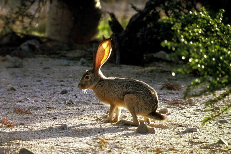 Black-tailed Jackrabbit (Lepus californicus) {!--검은꼬리멧토끼(캘리포니아멧토끼)-->; DISPLAY FULL IMAGE.