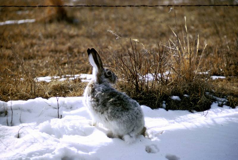 Jackrabbit (Lepus sp.) {!--아메리카멧토끼류-->; DISPLAY FULL IMAGE.