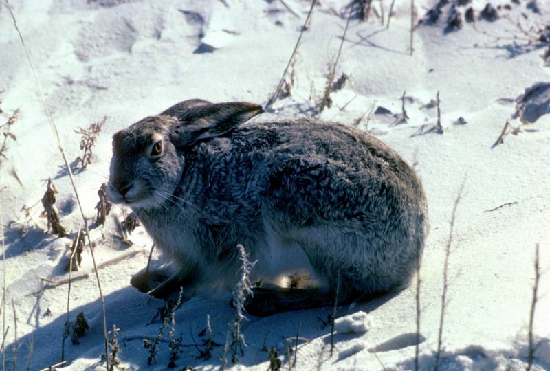 White-tailed Jackrabbit (Lepus townsendii) {!--흰꼬리멧토끼-->; DISPLAY FULL IMAGE.